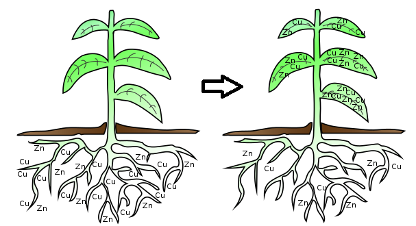 Phytoremediation as an alternative for metals recovery