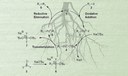 Suzuki reaction promoted by catalyst produced from plant roots