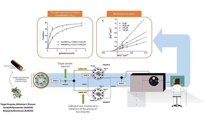 A novel on-flow mass spectrometry-based dual enzyme assay
