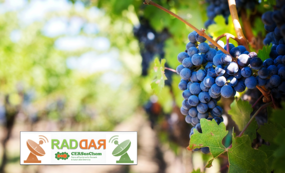 Bagaço da uva pode ser reaproveitado na produção sustentável de embalagens de produtos alimentícios