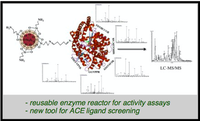 Angiotensin converting enzyme immobilized on magnetic beads as a tool for ligand fishing