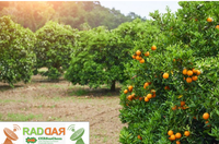 Estudo visa produção nacional de molécula contra sintomas do greening