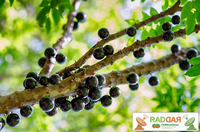 Pesquisadores desenvolvem método eficiente para extrair compostos de casca de jabuticaba