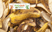 Resíduos de banana ganham novo valor no tratamento sustentável de água